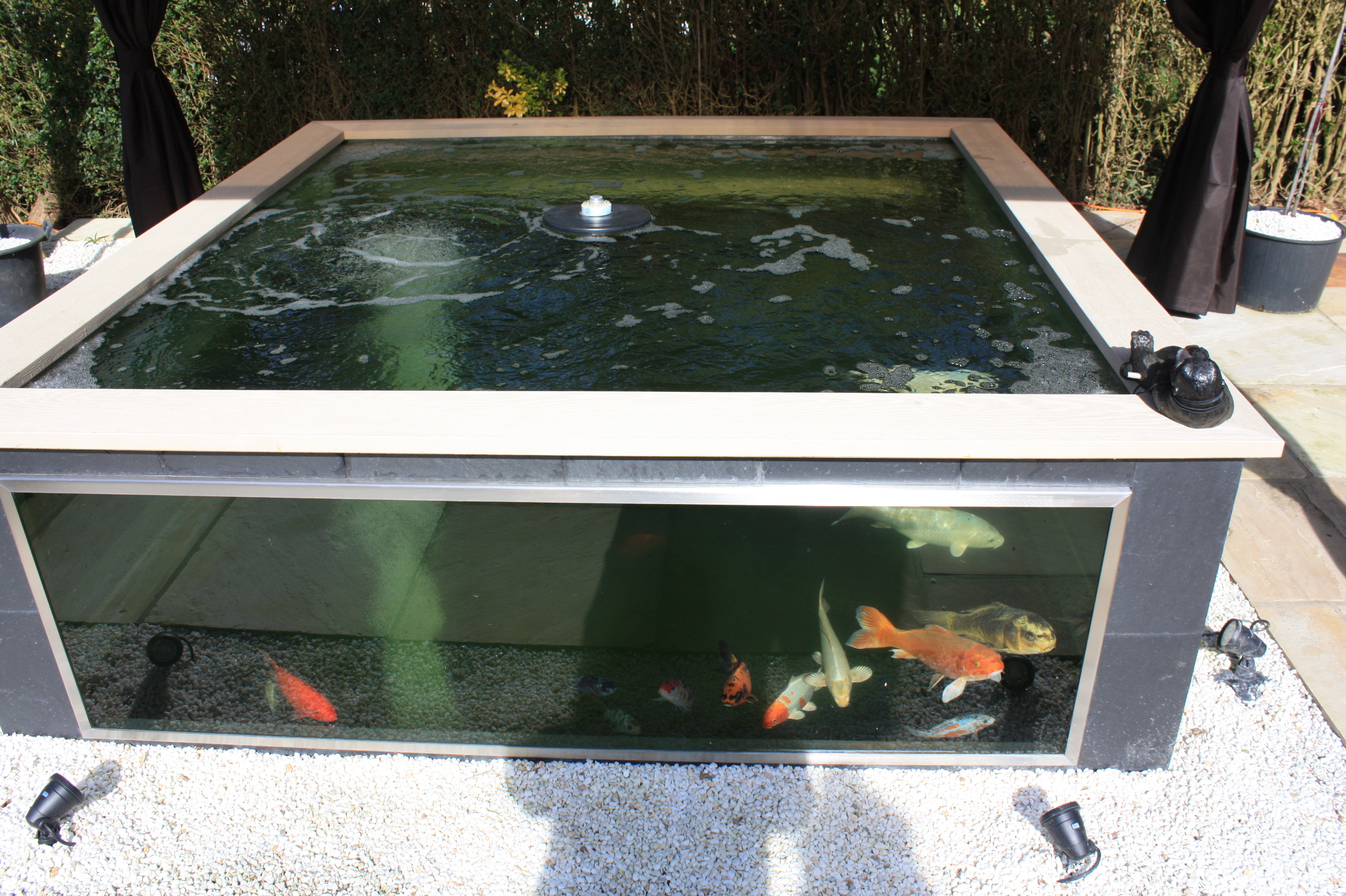 Glass pond for Koi Fis