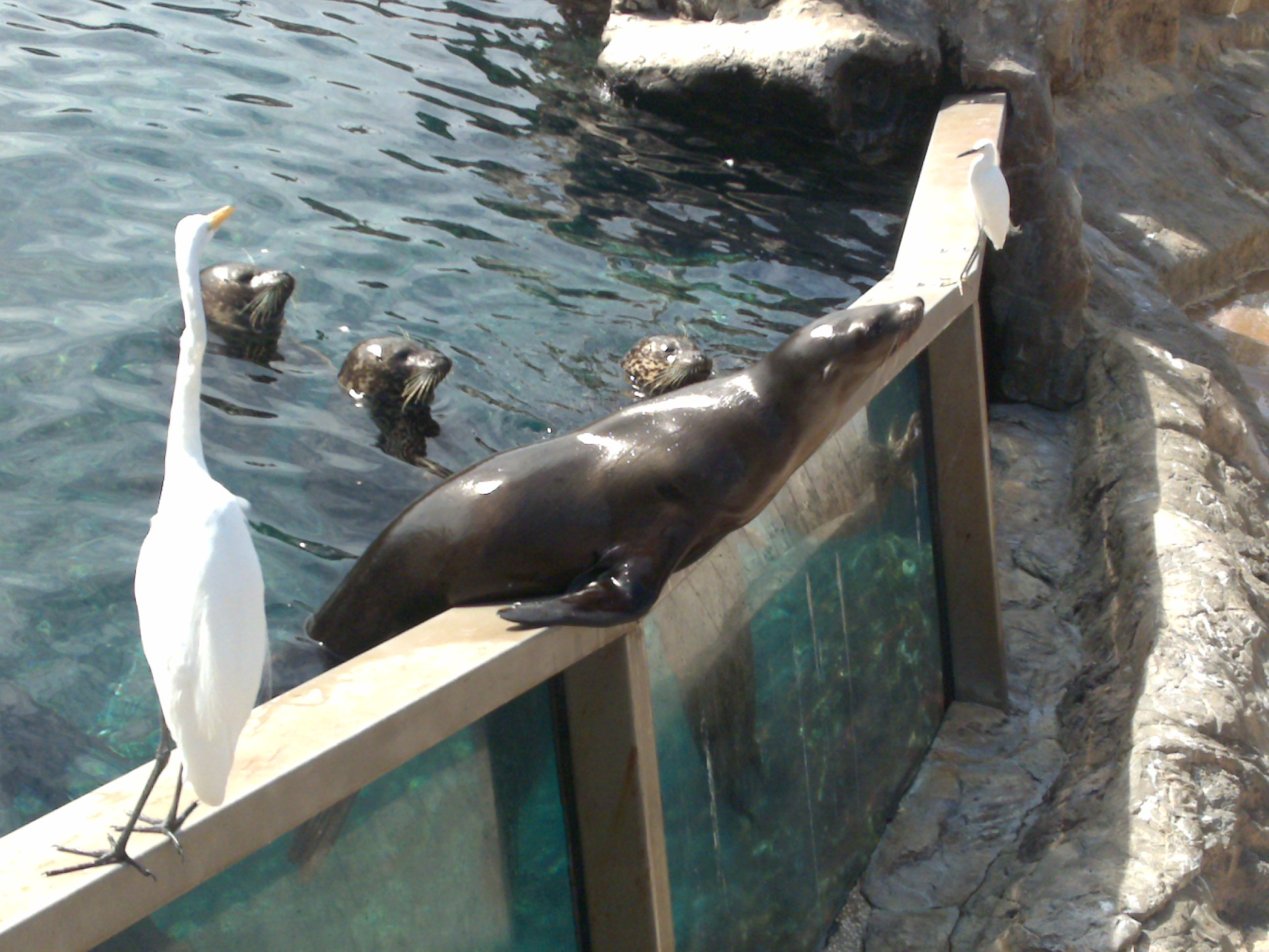 Seals waiting to be fed at Sea World