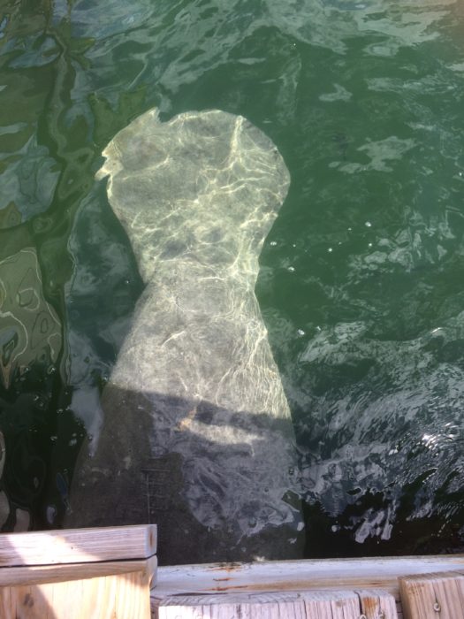 manatee swimming under the houseboat in Key West, Florida